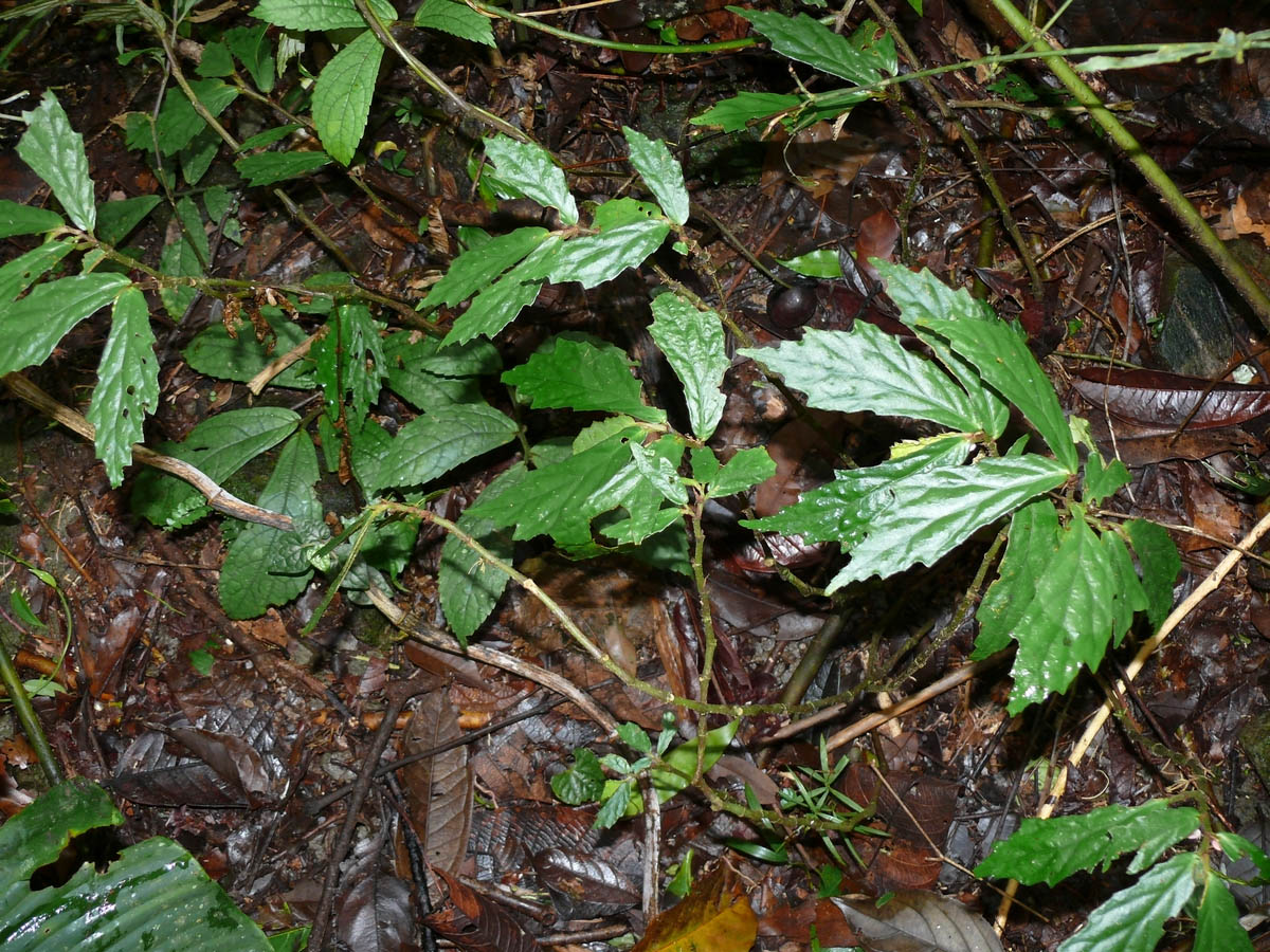 B. mindanaensis